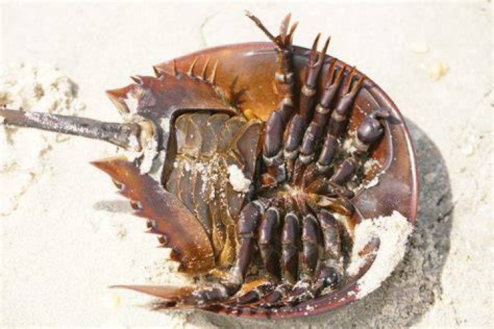 What does a horseshoe crab do