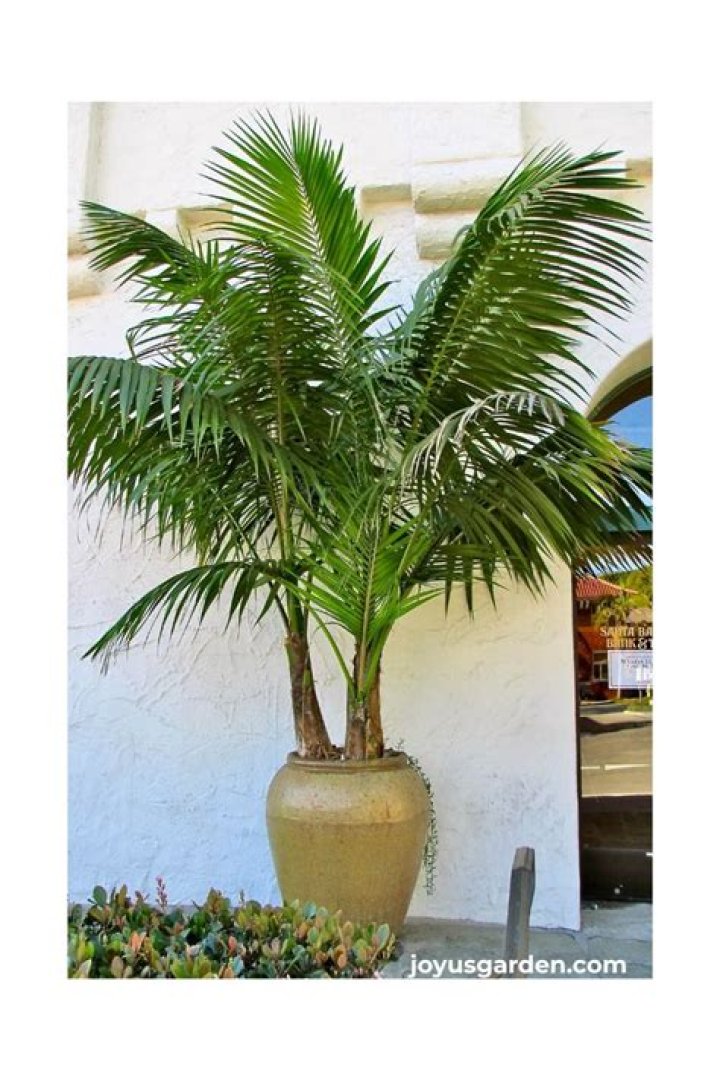What does a Kentia palm look like