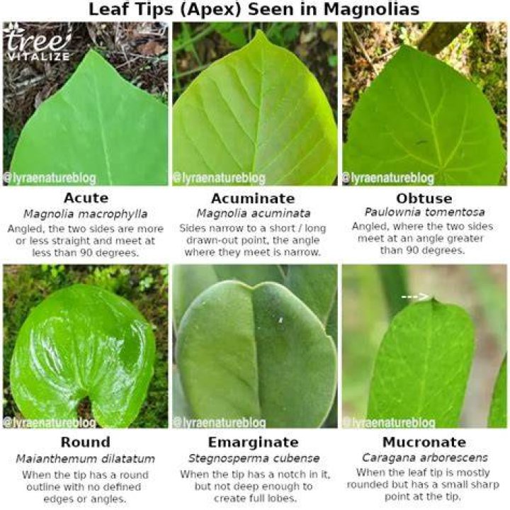 What does a mimosa tree leaf look like