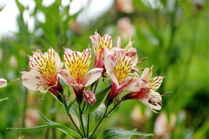 What does a Peruvian Lily look like