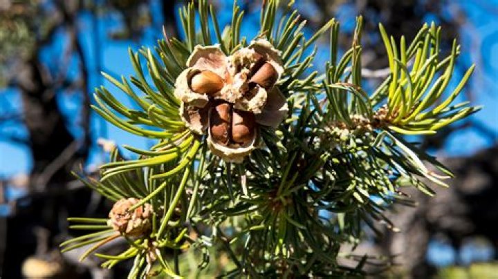 What does a pinon pine look like