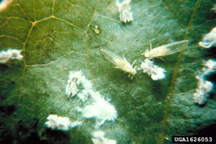 What does a psyllid look like