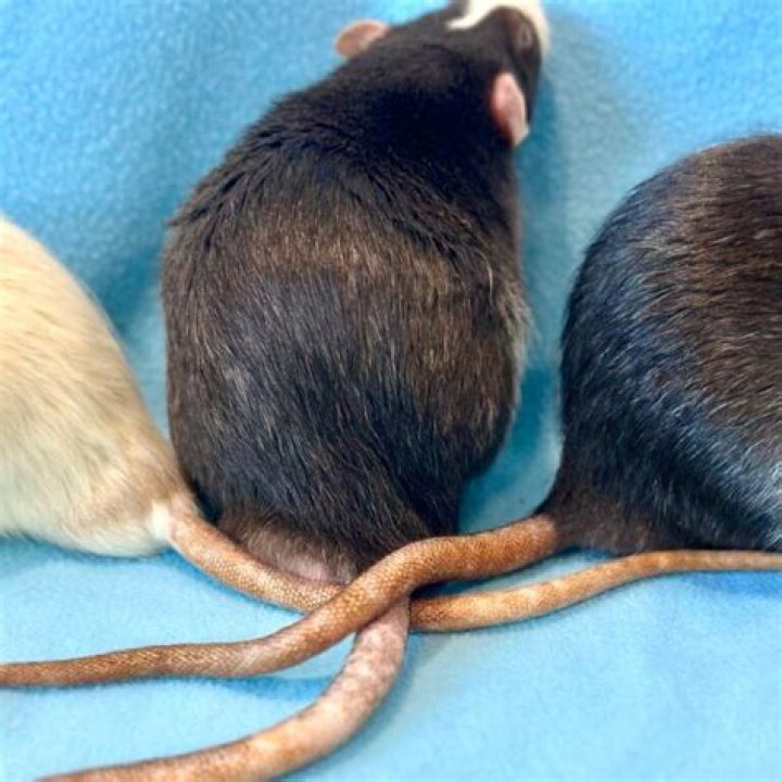 What does a rats tail look like