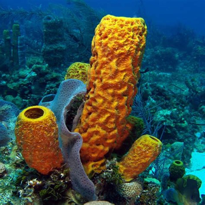 What does a sponge look like in the ocean