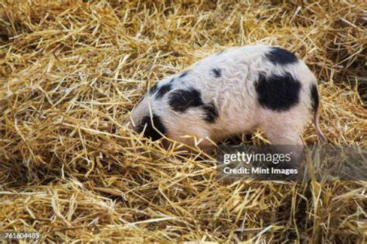 What does a spot pig look like