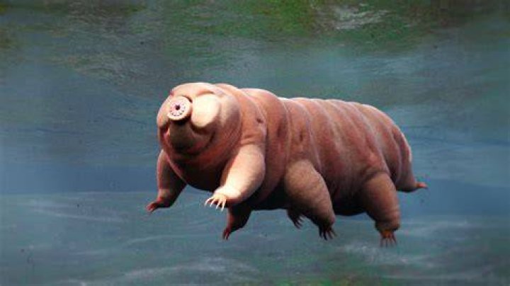 What does a Tardigrade do