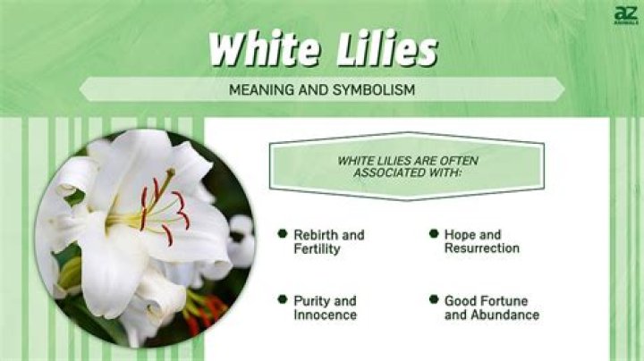 What does a white lily look like