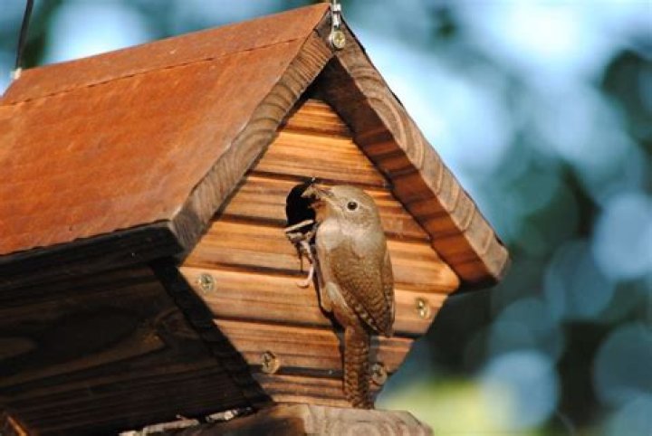 What does a wren house look like