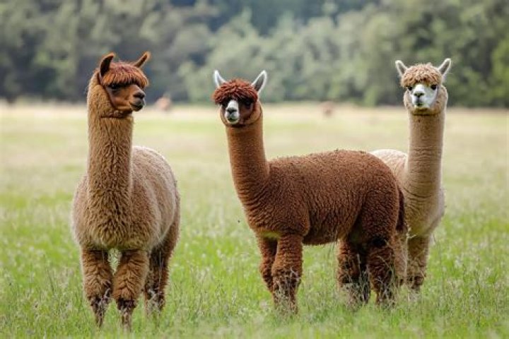 What does alpaca poop look like
