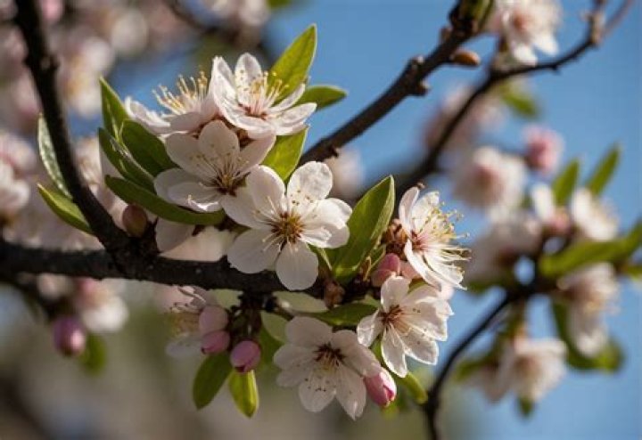 What does an almond tree