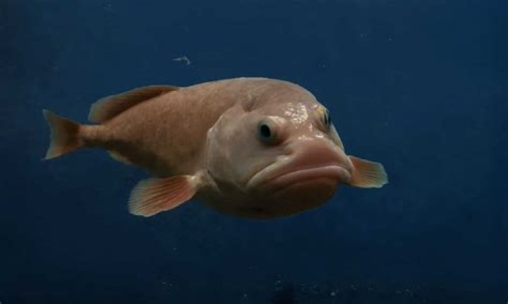 What does an ice fish look like