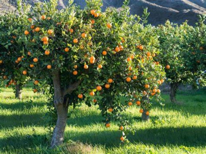 What does an orange tree need to grow