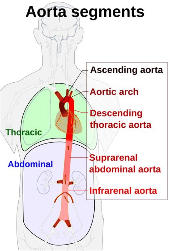 What does AORT mean