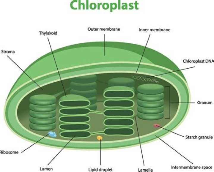 What does ATP do in chloroplast