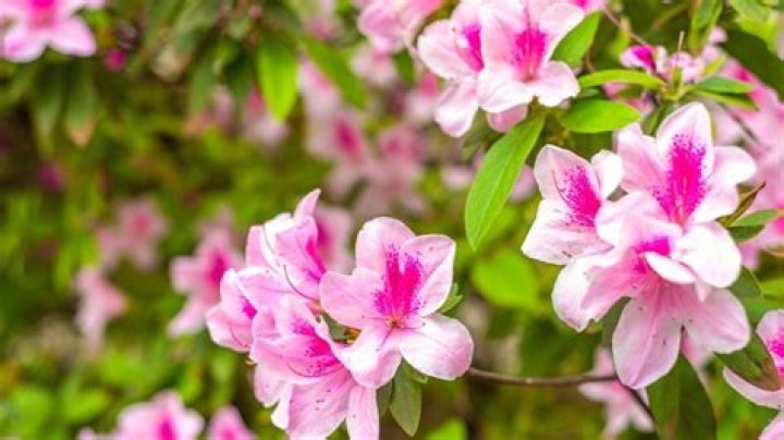 What does azalea flowers look like