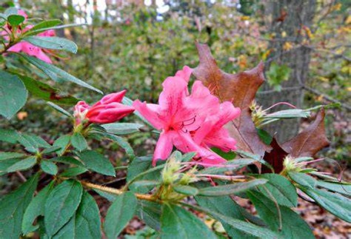 What does Azalea look like