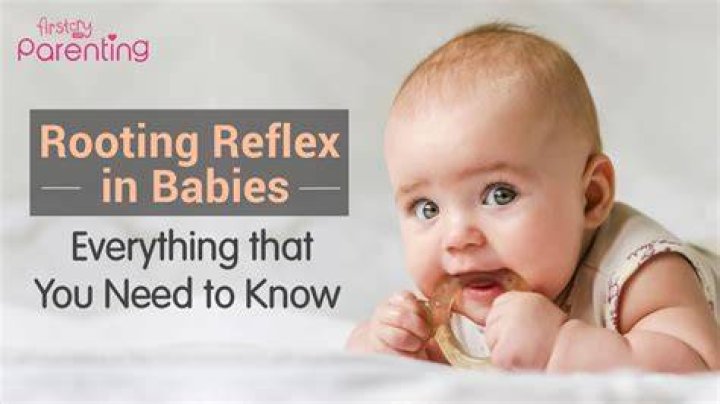 What does baby rooting look like