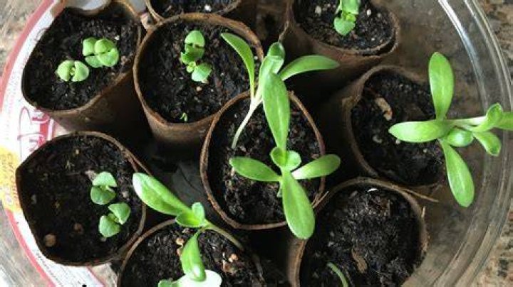 What does basil seedlings look like
