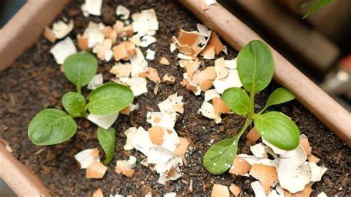 What does calcium do for plants