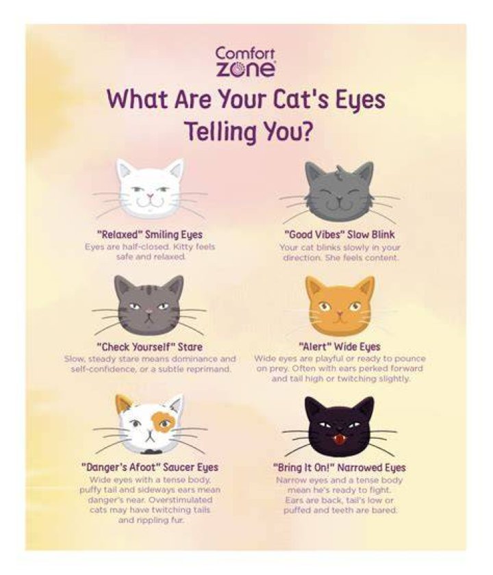 What does Cat Fancy mean