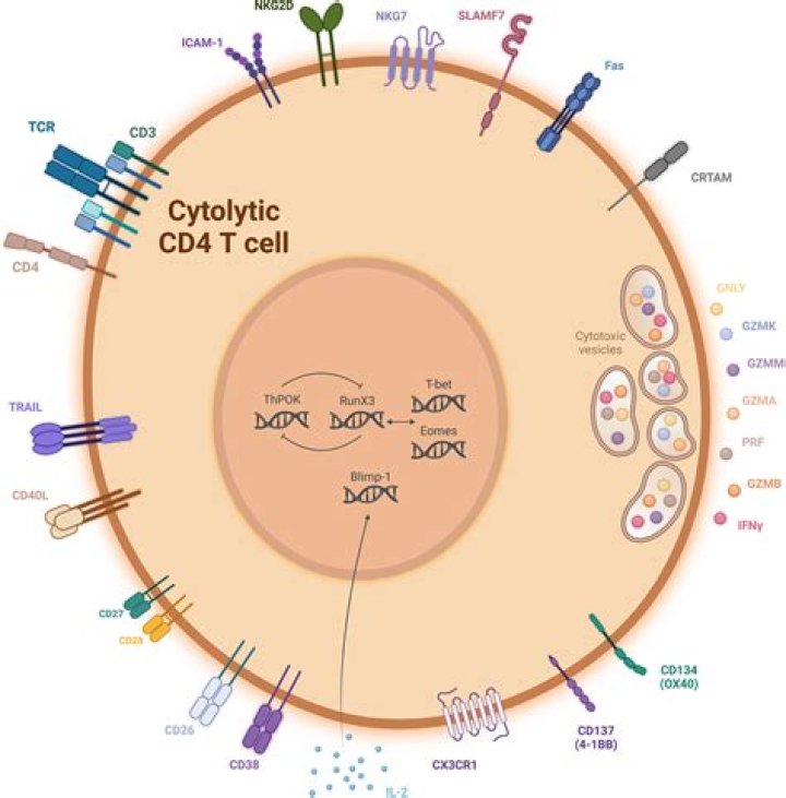 What does CD in cd4 stand for