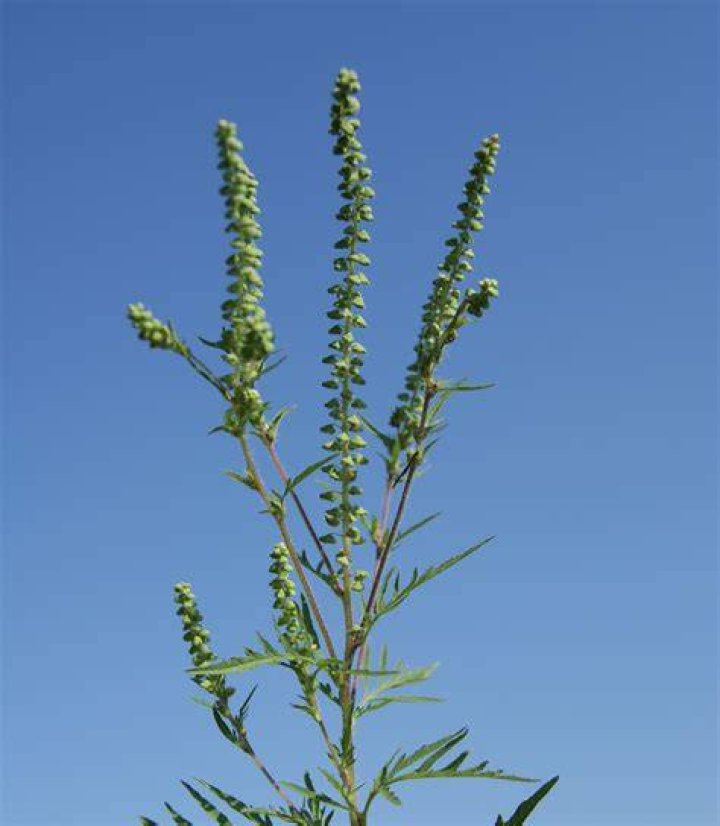 What does common ragweed look like