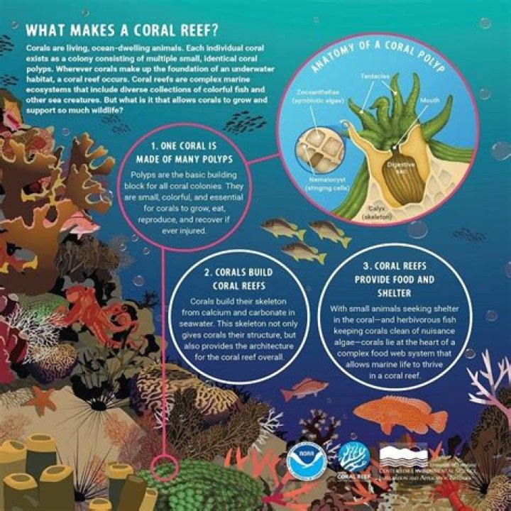 What does Coral Blue look like