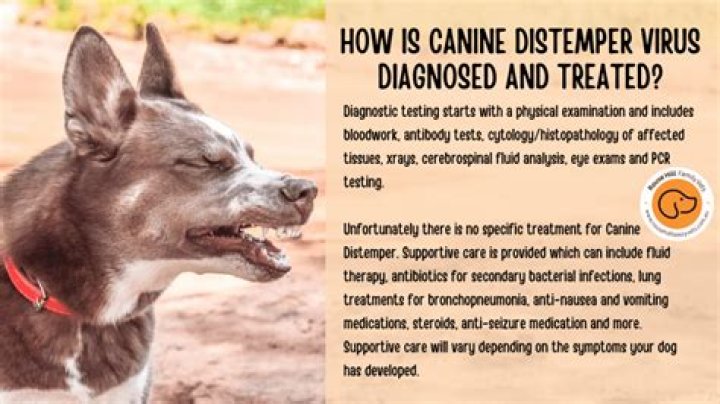 What does distemper do to dogs