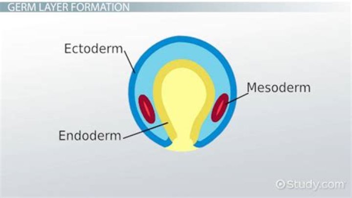 What does Extraembryonic mesoderm become