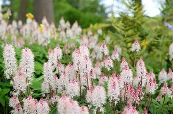 What does foam flower look like