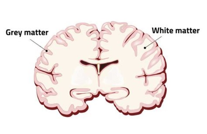 What does GREY matter do in the brain