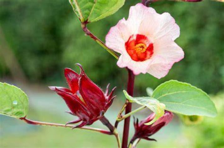 What does Hibiscus Sabdariffa look like