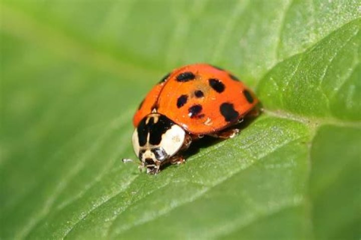 What does it mean if a ladybug is orange