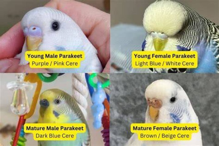 What does it mean when parakeets click