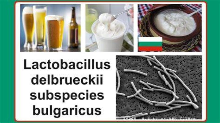 What does Lactobacillus bulgaricus eat