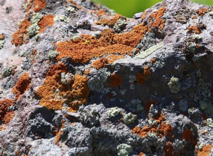 What does lichen do to rocks