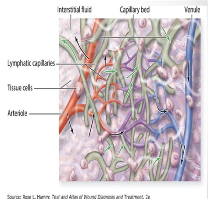 What does lymph fluid consist of