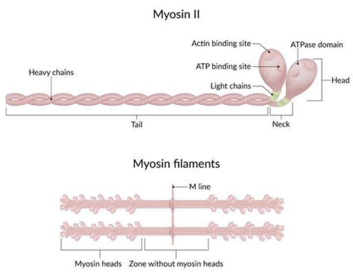 What does myosin look like