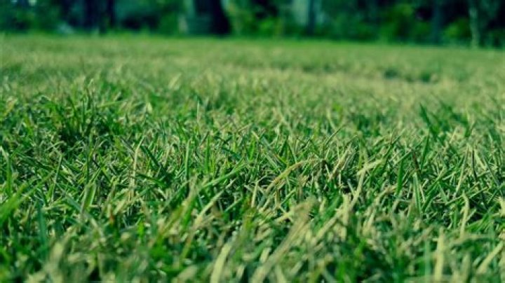 What does potassium do for turf grass