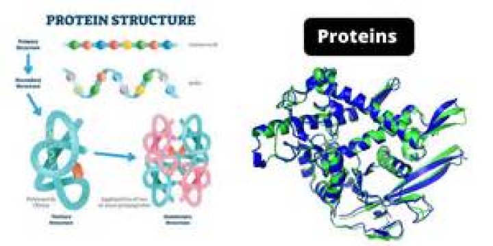 What does protein binding mean