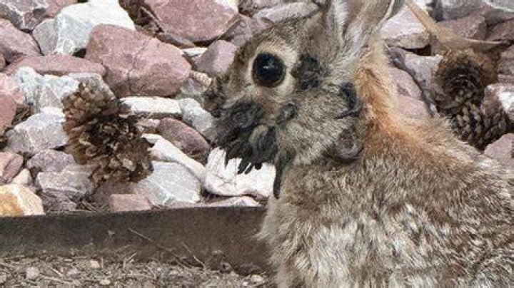 What does rabbit go well with