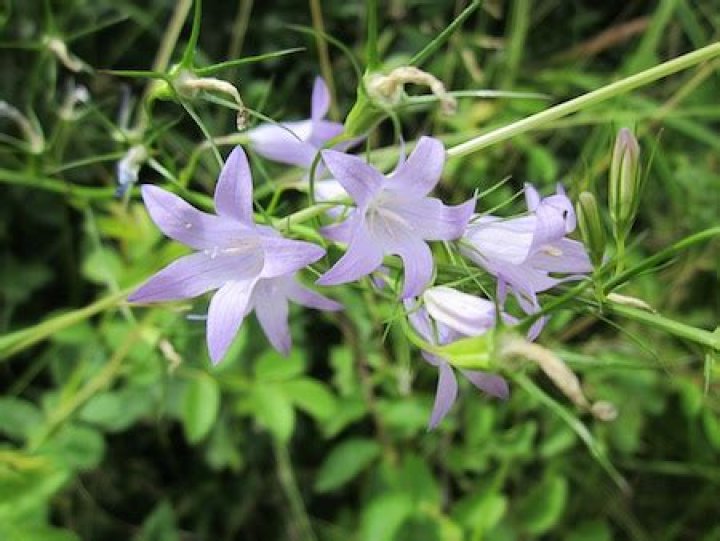 What does rampion taste like