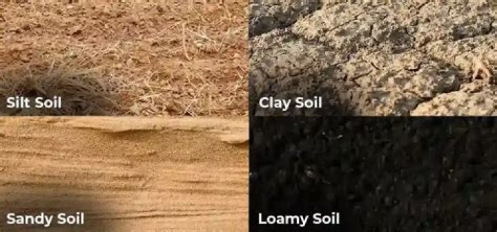 What does sandy loam look like