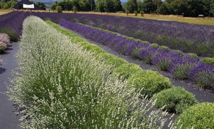 What does Spike lavender look like