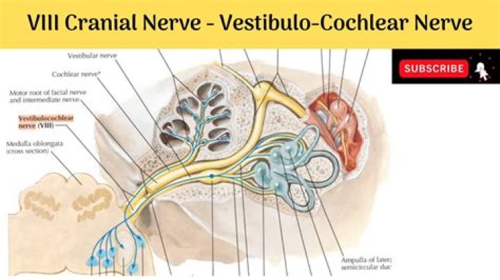 What does the 8th cranial nerve control