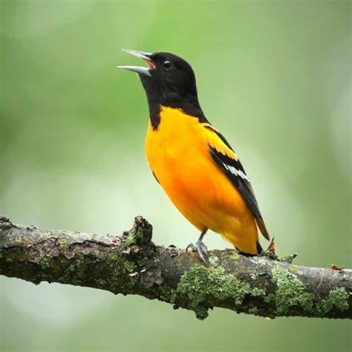 What does the bird Oriole look like