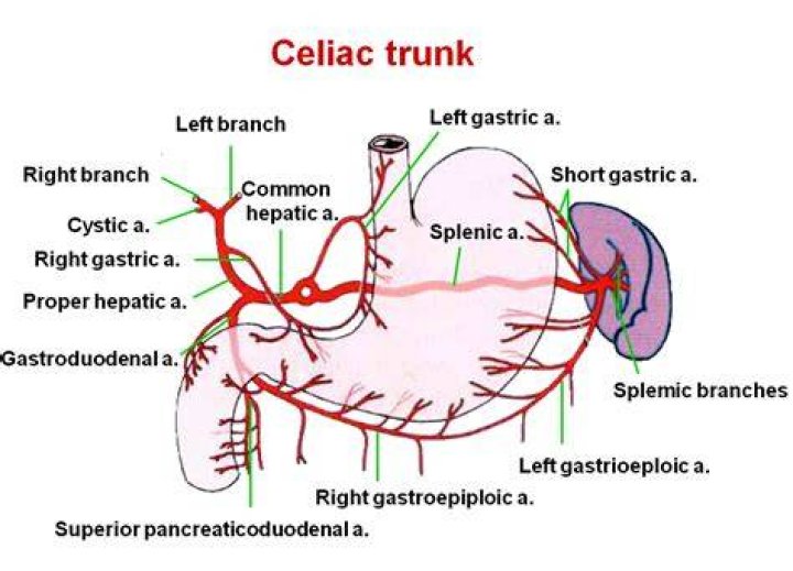 What does the celiac trunk branch into