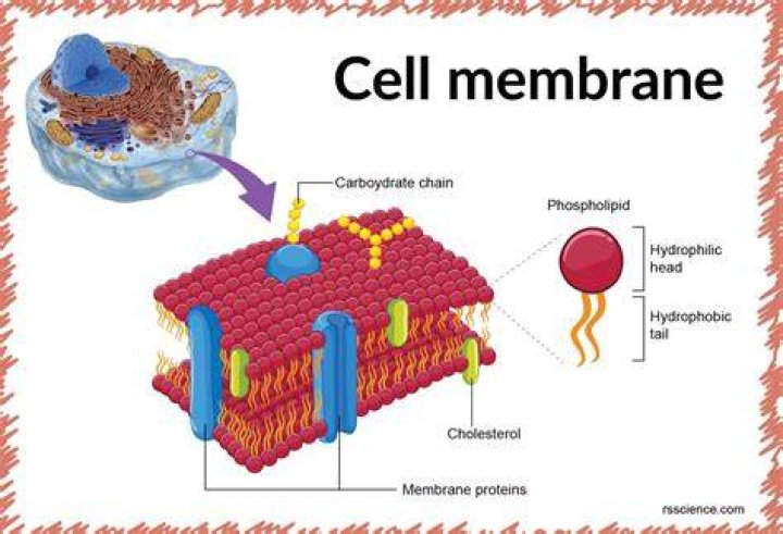 What does the cell membrane look like