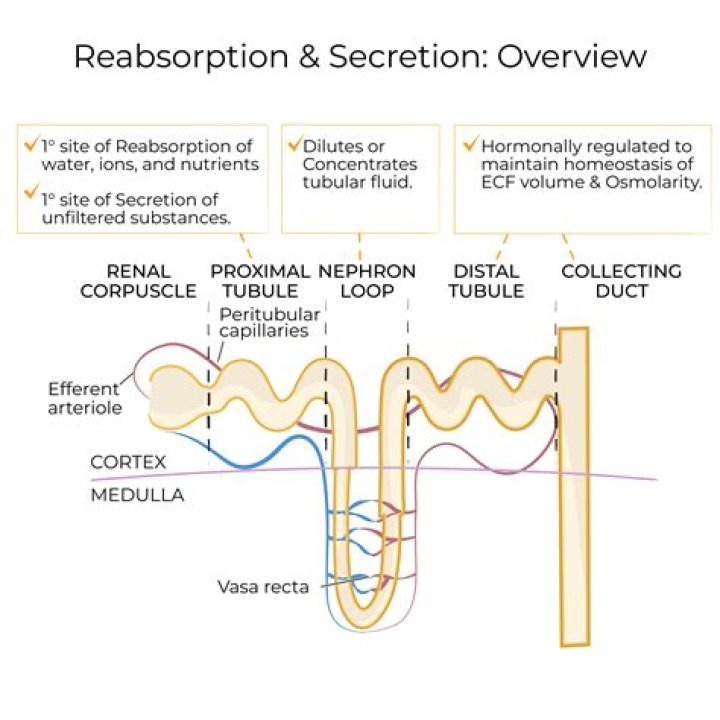 What does the DCT reabsorb