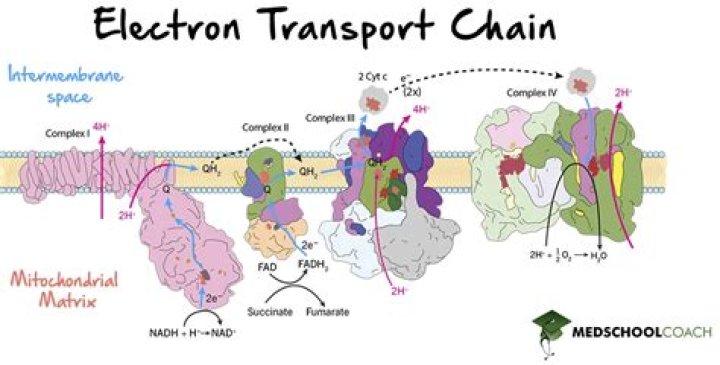 What does the electron transport chain do